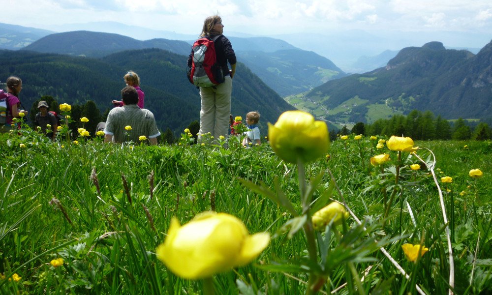 Spring awakening – a dandelion meadow on the alpine pasture
