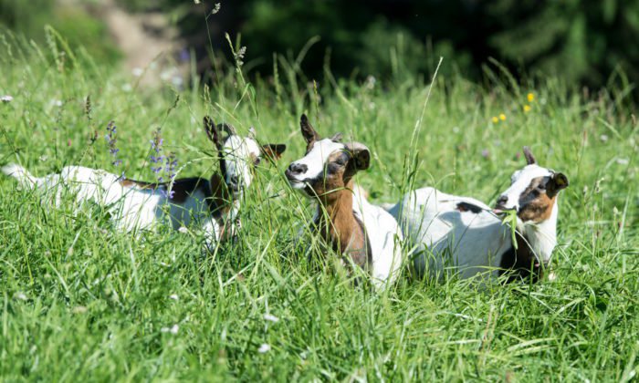 hoferlebnis-fruehling-ziegen