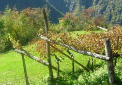 Die leeren Weinstöcke im Herbst auf dem Höfeweg