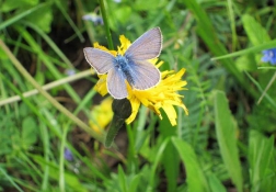 Schmetterling auf Blume