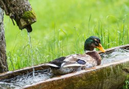 Erfrischung für die Enten