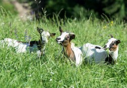 Ziegen im hohen Gras