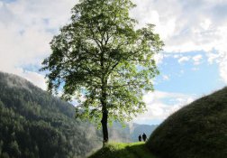 Wandern unter den Bäumen