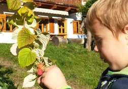 süße Himbeeren