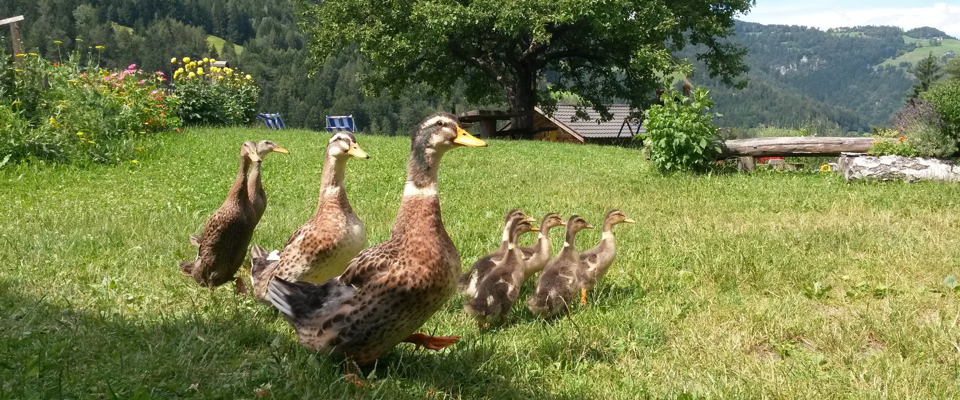 urlaub-bauernhof-dolomiten-hoferlebnisse-4